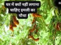 घर में न लगाएं इमली का पौधा, इसके फलने-फूलने के साथ आती हैं परेशानियां, जानिए क्या कहते हैं धर्म और वास्तु शास्त्र​