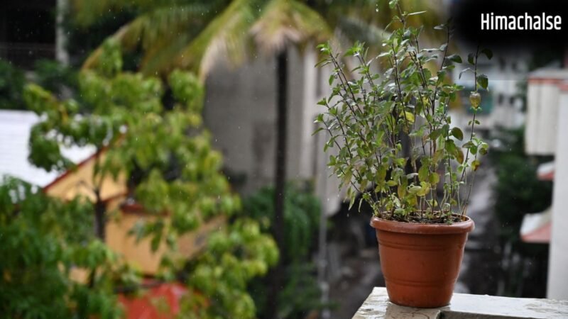 बार-बार सूख रही तुलसी? आने वाली परेशानियों और तनाव का है संकेत, इन उपायों से गर्मी में भी हरा-भरा रहेगा पौधा​