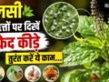 सफेद कीड़ों से खराब हो रही तुलसी, इस तरीके से करें पौधे का बचाव​
