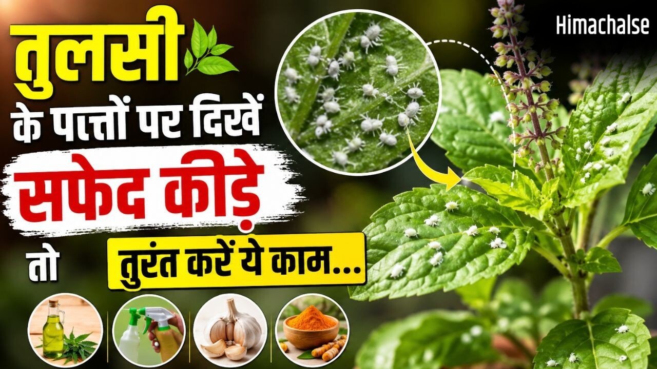 सफेद कीड़ों से खराब हो रही तुलसी, इस तरीके से करें पौधे का बचाव​
