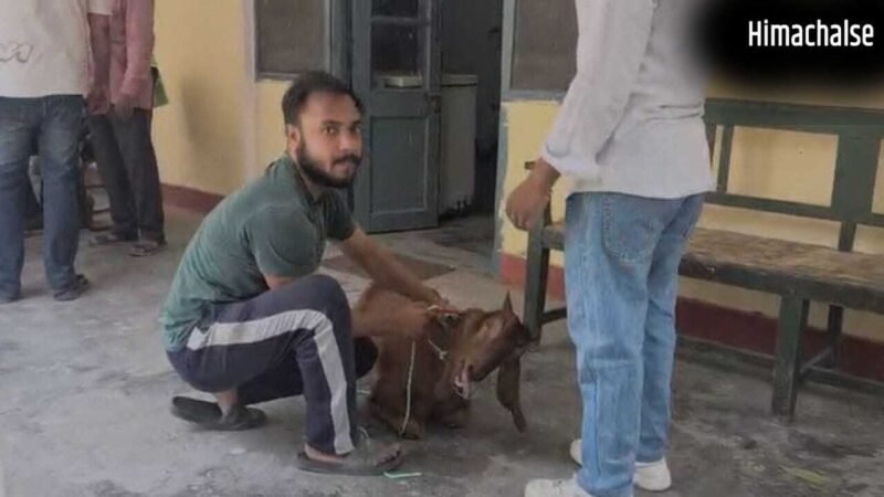 UP में बकरीद से पहले बीमार हो रहे बकरे, पशु अस्पतालों में इलाज कराने पहुंच रहे लोग; आखिर क्या है वजह?​