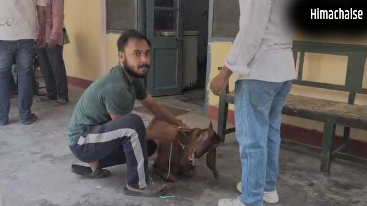 UP में बकरीद से पहले बीमार हो रहे बकरे, पशु अस्पतालों में इलाज कराने पहुंच रहे लोग; आखिर क्या है वजह?​