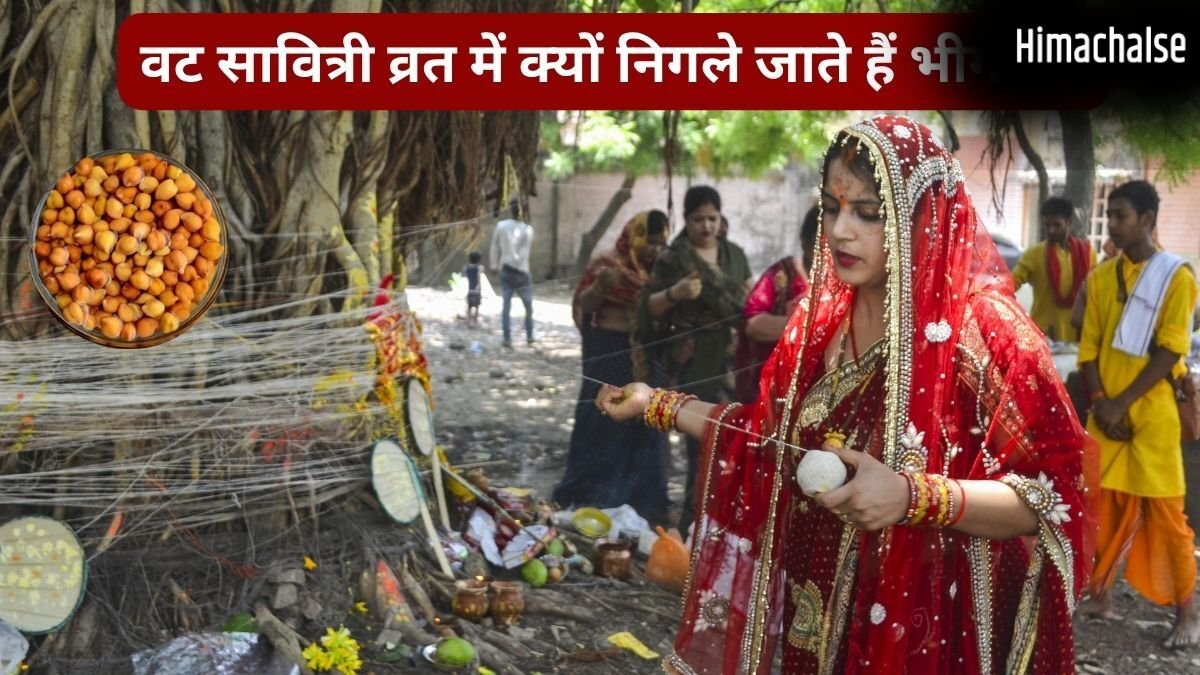 वट सावित्री व्रत में बिना चबाए क्यों निगले जाते हैं कच्चे चने? जानिए इस पूजा में भीगे चने का महत्व और रहस्य​
