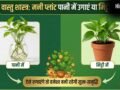 Money Plant Vastu: मनी प्लांट पानी में उगाएं या मिट्टी में? ऐसे लगाएंगे तो चुंबक की तरह खिंचा चला आएगा पैसा!​