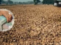Akola Land Scam: असली आधार कार्ड पर लगाया दूसरे का फोटो; 2 एकड़ जमीन हड़पकर 11 लाख की धोखाधड़ी, 2 गिरफ्तार​