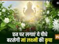 घर की छत पर लगा दें ये खुशबूदार पौधे, चुंबक की तरह खिंचा चला आएगा पैसा, मां लक्ष्मी की होगी असीम कृपा!​