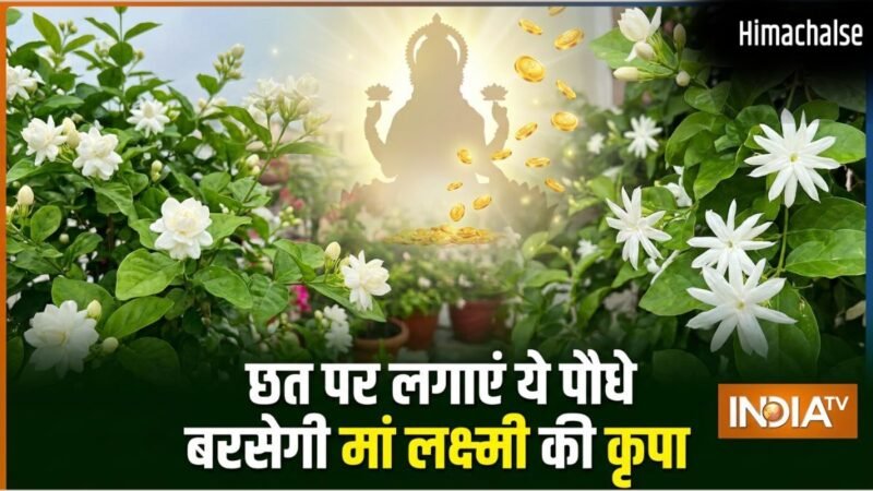 घर की छत पर लगा दें ये खुशबूदार पौधे, चुंबक की तरह खिंचा चला आएगा पैसा, मां लक्ष्मी की होगी असीम कृपा!​