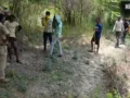 कानपुर में पेड़ पर चढ़े तेंदुए की फोटो निकली फर्जी; ग्रामीणों में थी दहशत, दोषियों के खिलाफ होगी कार्रवाई