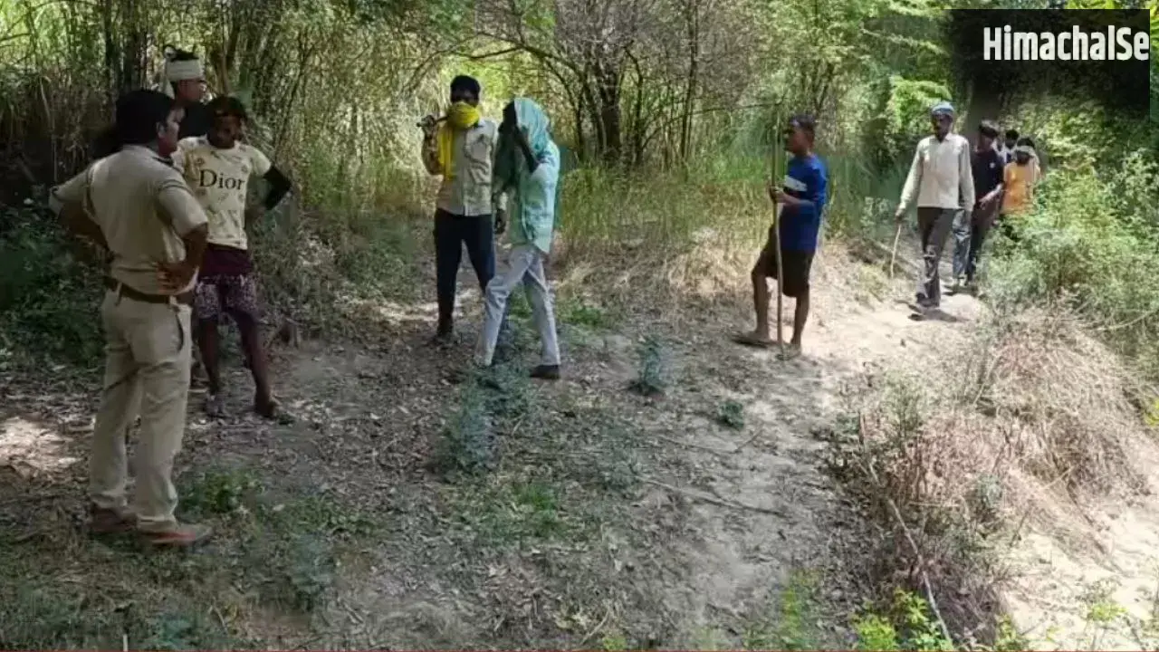 कानपुर में पेड़ पर चढ़े तेंदुए की फोटो निकली फर्जी; ग्रामीणों में थी दहशत, दोषियों के खिलाफ होगी कार्रवाई​