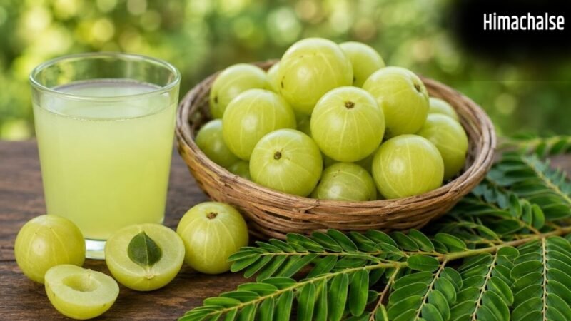इम्यूनिटी से लेकर दिल की सेहत तक; पूरे साल रोज़ सिर्फ 1 आंवला खाने से हो सकते हैं ये 5 फायदे, एक्सपर्ट से जानिए कैसे​