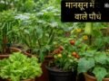 मानसून में घर पर आसानी से उगा सकते हैं ये पौधे, कम देखभाल में भी हर-भरा रहेगा किचन गार्डन​