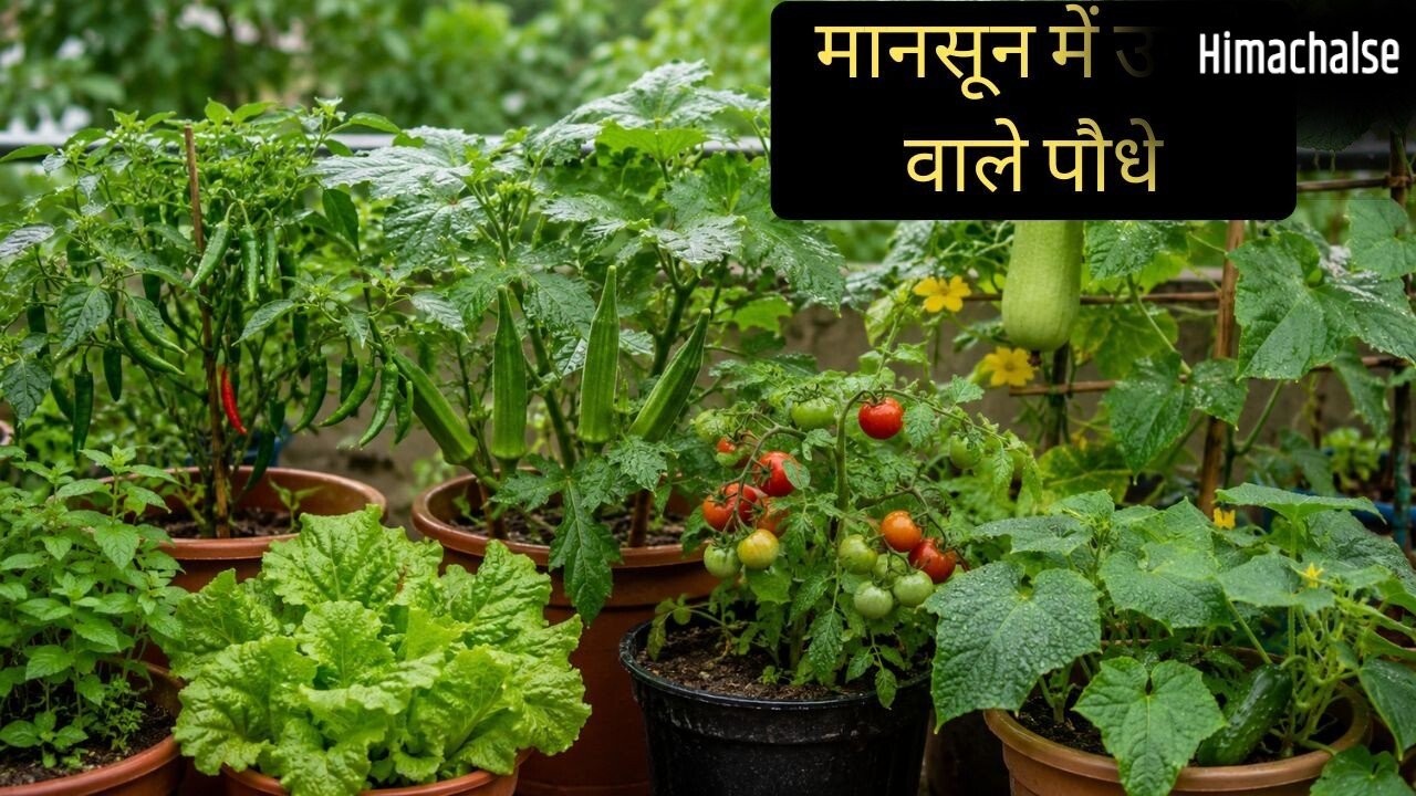 मानसून में घर पर आसानी से उगा सकते हैं ये पौधे, कम देखभाल में भी हर-भरा रहेगा किचन गार्डन​