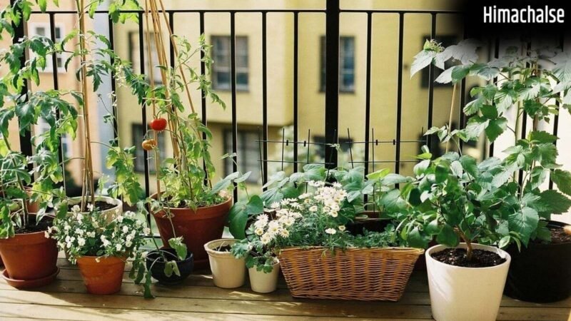 Old Tyre Reuse: Old Tyre Reuse का ये तरीका हो रहा Viral, अब आपका Garden भी पाएगा एक Designer Look​