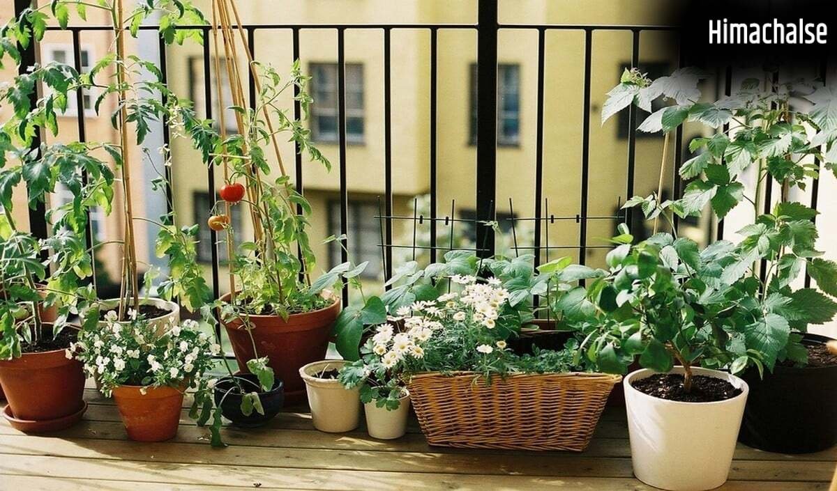 Old Tyre Reuse: Old Tyre Reuse का ये तरीका हो रहा Viral, अब आपका Garden भी पाएगा एक Designer Look​
