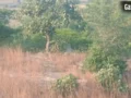 Prayagraj: मोरों की धरती पर मशीनों का कब्जा, हजारों राष्ट्रीय पक्षियों के अस्तित्व पर मंडराया खतरा​