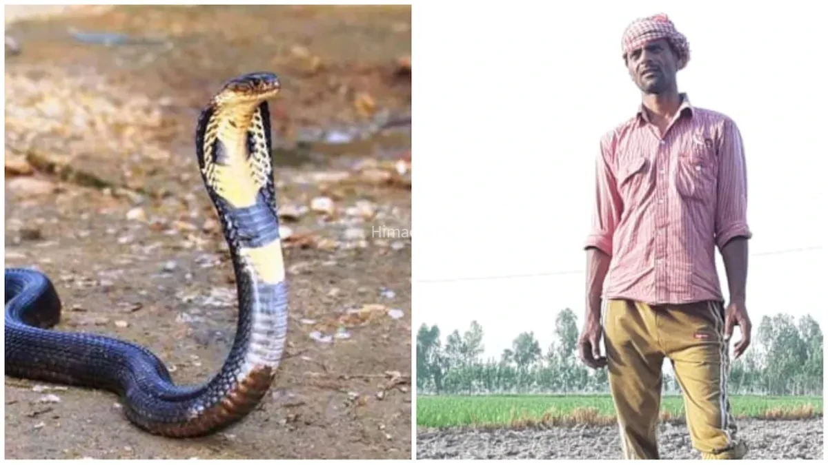 गज़ब! बार-बार काटने आ रही है नागिन इस किसान से हो गई थी एक बड़ी भूल अब तक 7 बार डंसा