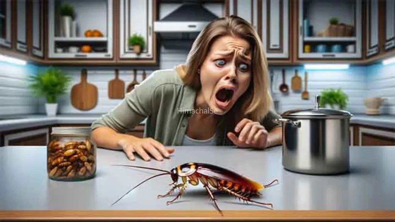 Cockroach Control Tips: क्या आप भी कॉकरोच के आतंक से परेशान हैं? अपनाएं ये घरेलू उपाय, कोसों दूर भागेंगे