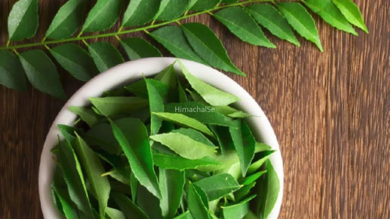 Curry Leaves Benefits: करी पत्ते के लाजवाब फायदे, डायबिटीज से लेकर बालों और पाचन तक, जानिए क्यों है यह सुपरफूड​