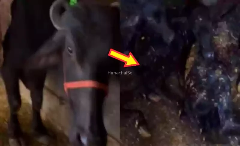 रात को भैंस चिल्लाई गांव वाले सहम गए… सुबह जो सच्चाई सामने आई उसने पूरे गांव को हिला कर रख दिया