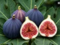 Fig Benefits : सिर्फ 15 दिन तक रोज खा लें 1 अंजीर… फिर शरीर में दिखेंगे ऐसे बदलाव, डॉक्टर ने बताया सही तरीका​