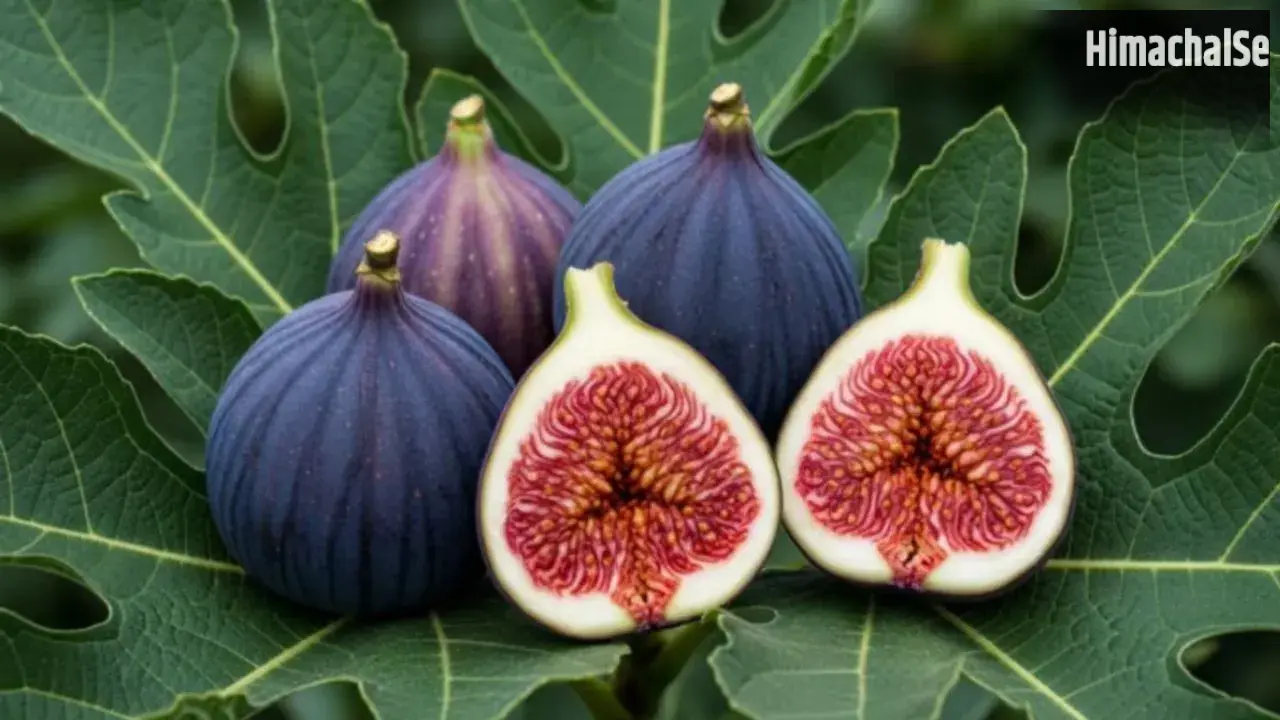Fig Benefits : सिर्फ 15 दिन तक रोज खा लें 1 अंजीर… फिर शरीर में दिखेंगे ऐसे बदलाव, डॉक्टर ने बताया सही तरीका​