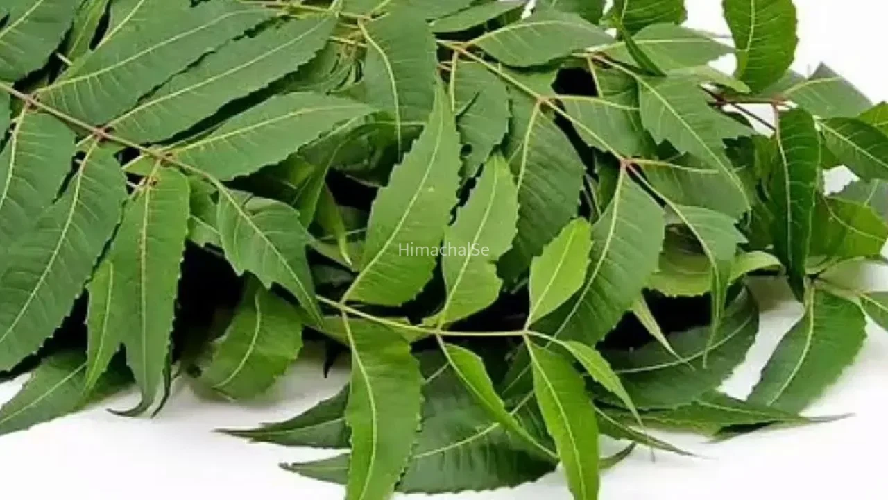 कमजोर इम्यूनिटी को बनाएं मजबूत! तुलसी, नीम समेत ये 5 पत्तियां सेहत के लिए नहीं हैं किसी वरदान से कम​