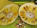 Jackfruit Seeds: कटहल के बीज बन सकते हैं सुपरफूड, जानें 7 जबरदस्त फायदे और खाने का सही तरीका​