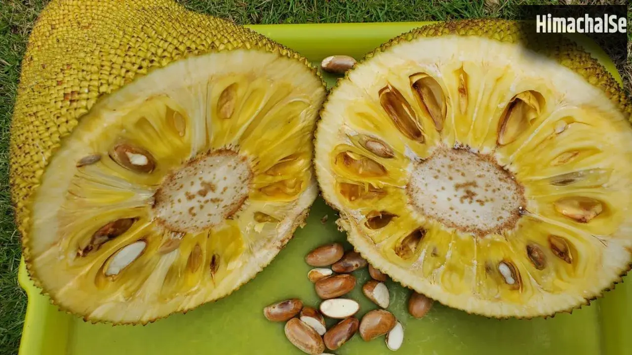 Jackfruit Seeds: कटहल के बीज बन सकते हैं सुपरफूड, जानें 7 जबरदस्त फायदे और खाने का सही तरीका