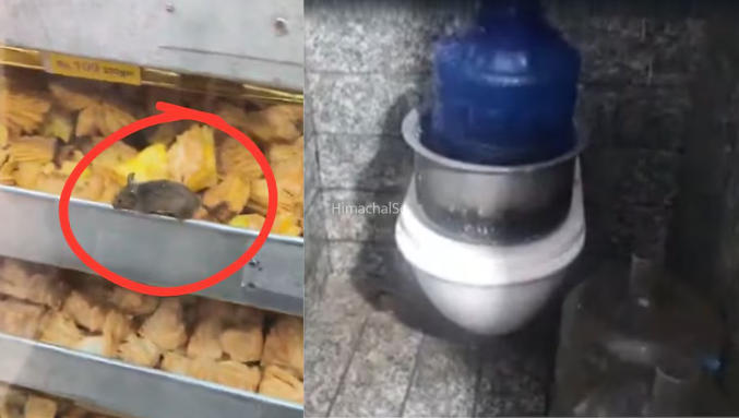 ऐसा केक खाएंगे तो उल्टी ही आएगी! पेस्ट्री पर दौड़ लगा रहे चूहे, टॉयलेट में रखा है बर्तन…​