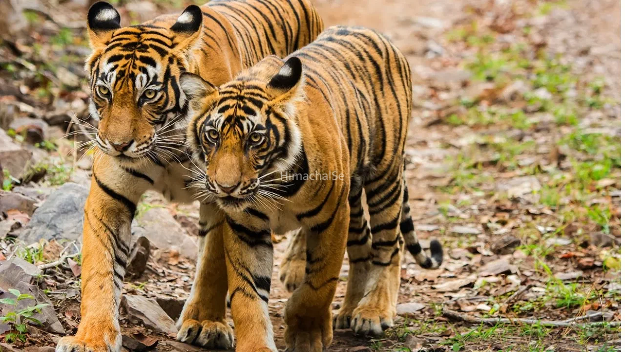 International Tiger Day: भारतीय बाघों के DNA में बदलाव ने बढ़ाई चिंता, इनब्रीडिंग पर वैज्ञानिकों की चेतावनी​