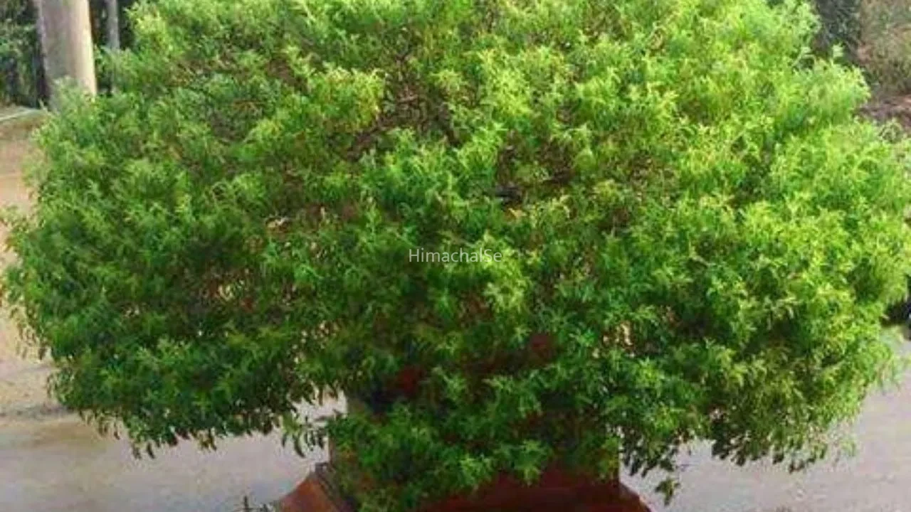 Van Tulsi : वन तुलसी है इन बीमारियों की दुश्मन, औषधीय गुणों से भरपूर इस विशेष तुलसी के फ़ायदे कर देंगे हैरान​
