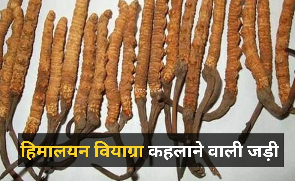 शिलाजीत से कई गुना ताकतवर है पहाड़ों में मिलने वाली ये जड़ी, हिमालयन वियाग्रा के नाम से है मशहूर