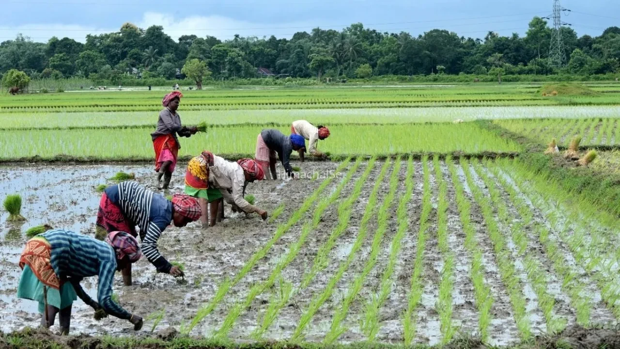 Clone Hybrid Rice: चीन ने बनाया क्लोन हाइब्रिड चावल, दुनिया की खेती बदलने का दावा, किसानों और उपभोक्ता पर असर​