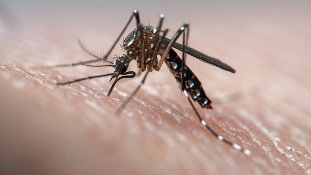 डेंगू में कब गिरने लगती हैं प्लेटलेट्स? समय रहते पहचानें खतरे के संकेत​