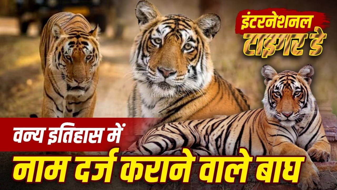 मुन्ना, मछली, माया, मटकासुुर… बाघों को कैसे मिले ये नाम? दिलचस्प है इनकी कहानी​