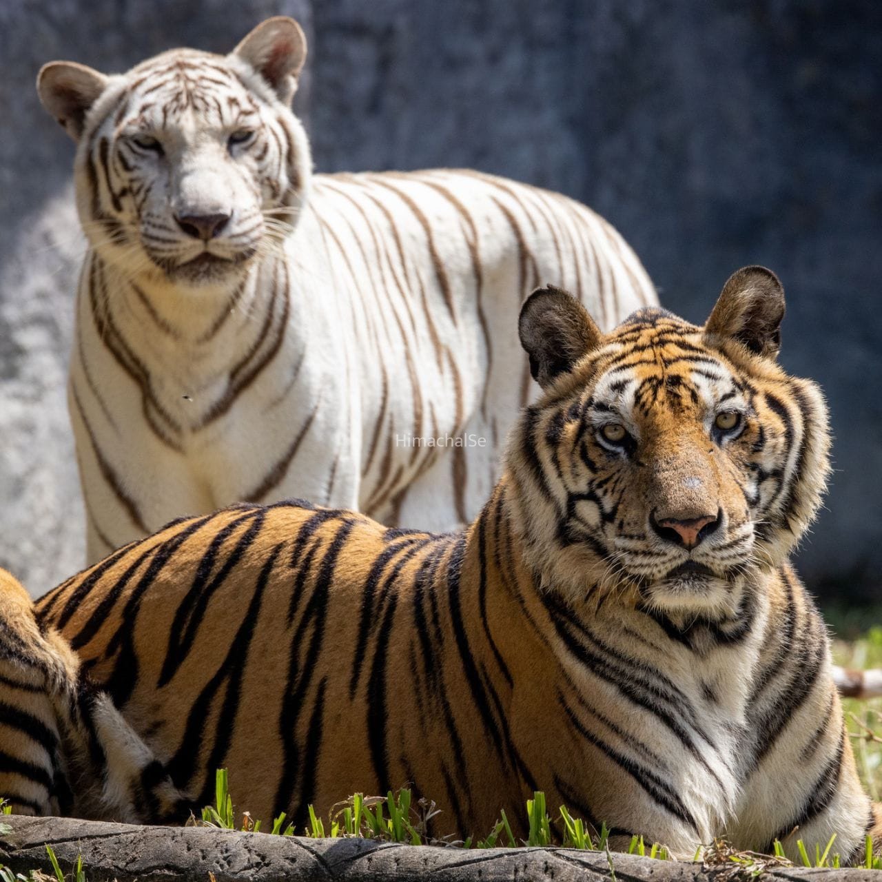 International Tiger Day: भारत के सबसे पॉपुलर टाइगर रिजर्व, गजब है इनकी नेचुरल ब्यूटी​