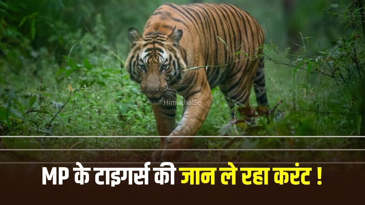 मध्यप्रदेश में 14 महीनों में 81 बाघों की मौत: सबसे ज्यादा कान्हा में 16 मौतें, करंट सबसे बड़ी वजह, एक का शिकार​