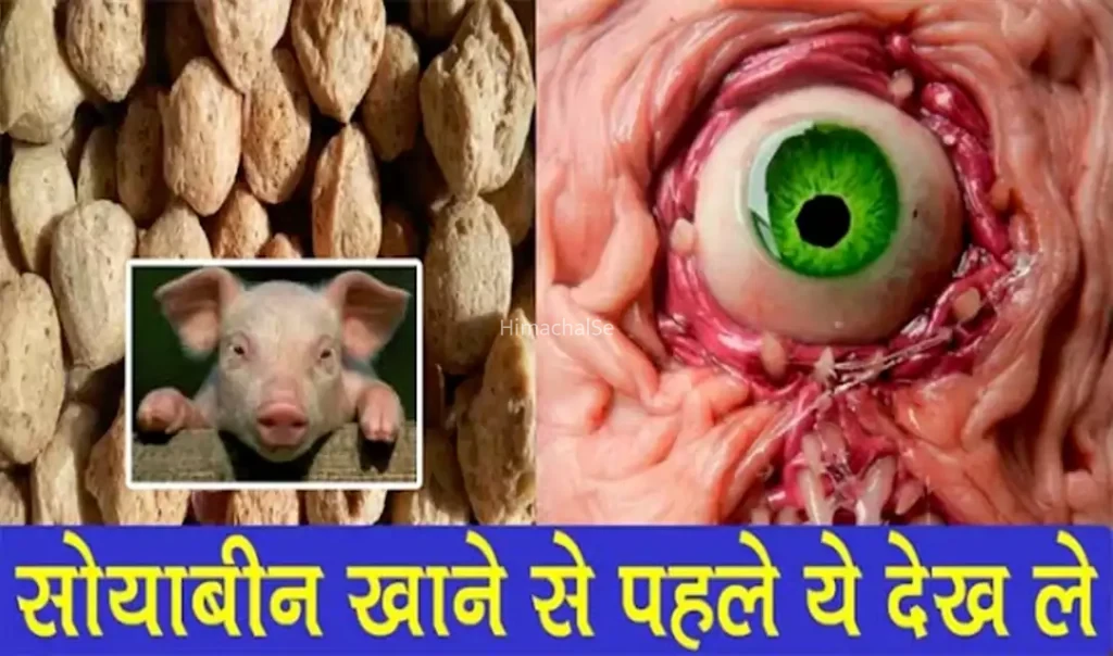 अगर आप भी रोज़ खाते हैं सोयाबीन तो ये बातें ज़रूर जानिए. वरना फायदे की जगह नुकसान उठाएंगे