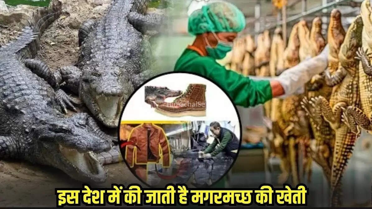 भारत के इस पड़ोसी देश में गाय भैंस नहीं बल्कि लोग घरों में पालते हैं खूंखार मगरमच्छ. इसका मांस बेच करते हैं मोटी कमाई​​​