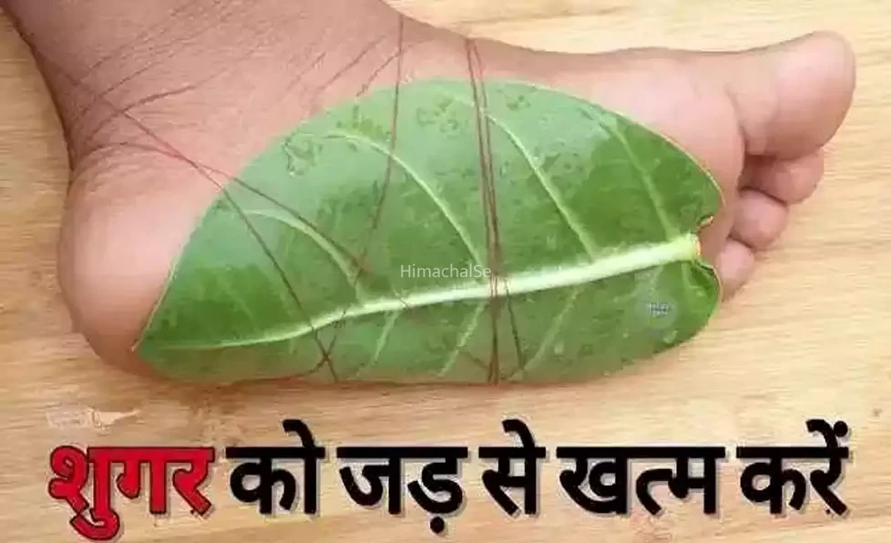लो जी! मिल गया इस खतरनाक बिमारी का इलाज, इस पत्ते को रात में अपने पैर पर लगा लें, जड़ से खत्म हो जाएगी शुगर जैसी गंभीर बीमारी