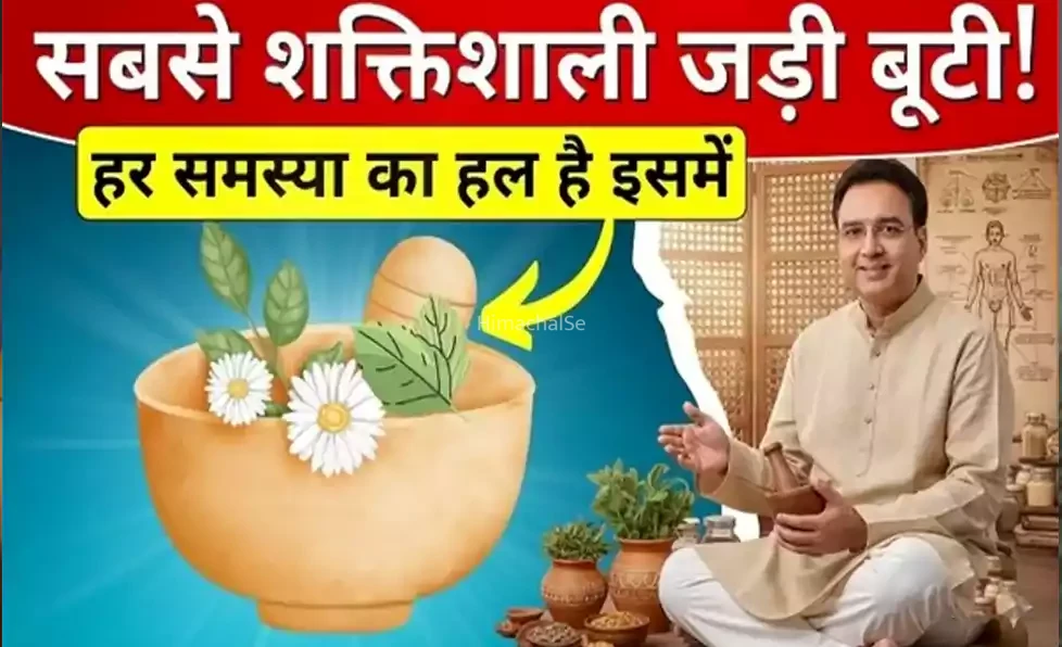 सबसे शक्तिशाली जड़ी बूटी: 40-80 की उम्र तक भी हेल्दी और बीमारियों से दूर रहने के लिए 5 पावरफुल आयुर्वेदिक जड़ी-बूटियाँ