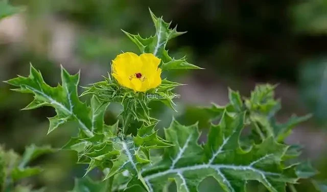 ​​सिर्फ 12 दाने रोज़ खाएं.. बुढ़ापे में भी बनी रहेगी शेर जैसी ताकत​​​
