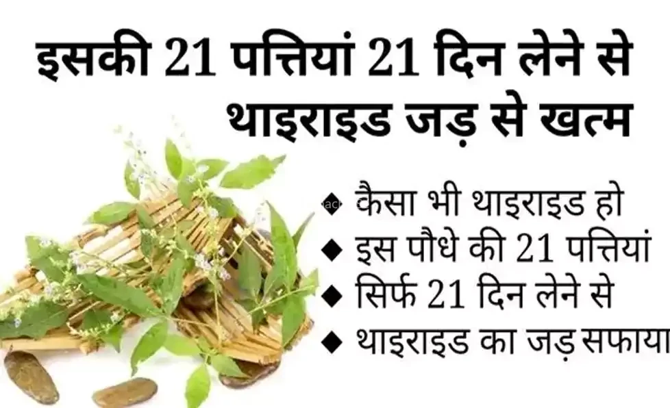 थाइराइड का इलाज आसान: रोज 21 दिन लें ये पत्तियां और पाएं स्थायी राहत