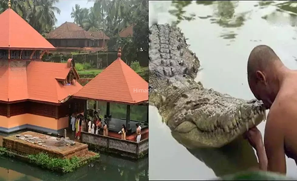 अद्भुत चमत्कार! इस मंदिर का मगरमच्छ नहीं खाता मांस मरने के बाद फिर जिंदा हो जाता है… वैज्ञानिक भी हैरान