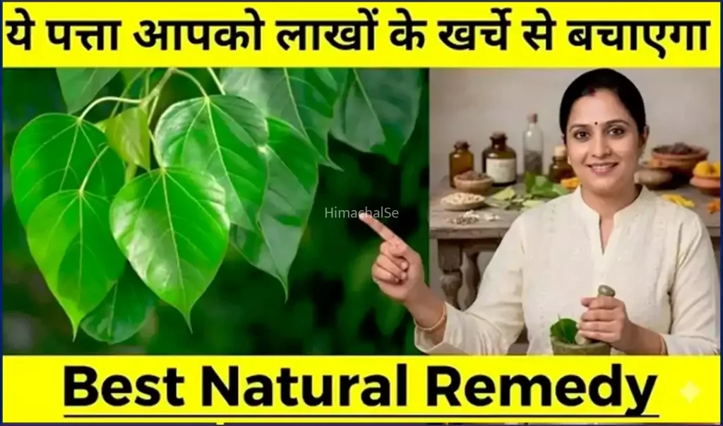 सुबह खाली पेट सिर्फ 1 पत्ता आपको लाखों के खर्चे से बचाएगा. बुढ़ापे तक शरीर मजबूत, निरोगी बना रहेगा