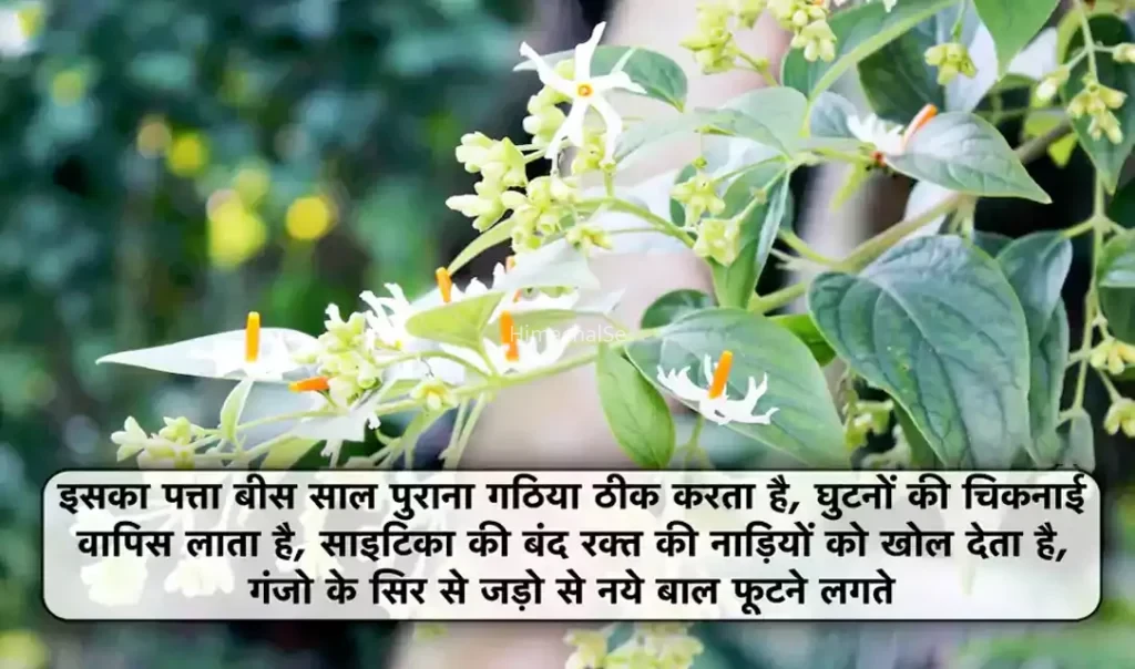 इसका पत्ता बीस साल पुराना गठिया ठीक करता है- घुटनों की चिकनाई वापिस लाता है.. साइटिका की बंद रक्त की नाड़ियों को खोल देता है. गंजो के सिर से जड़ो से नये बाल फूटने लगते है​​​