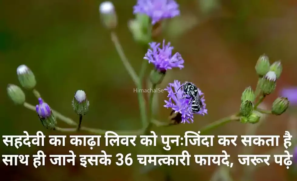 सहदेवी का काढ़ा लिवर को पुनः जिंदा कर सकता है। साथ ही जाने इसके 36 चमत्कारी फायदे, जरूर पढ़े