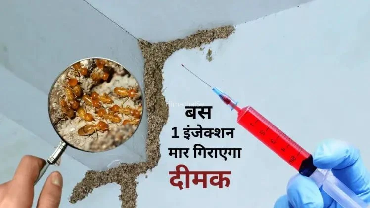 दीमक से परेशान हैं? मात्र 10 रुपये में बनाएं यह शक्तिशाली इंजेक्शन… बस लगाते ही जमीन पर बेहोश होकर गिर पड़ेंगी​​​