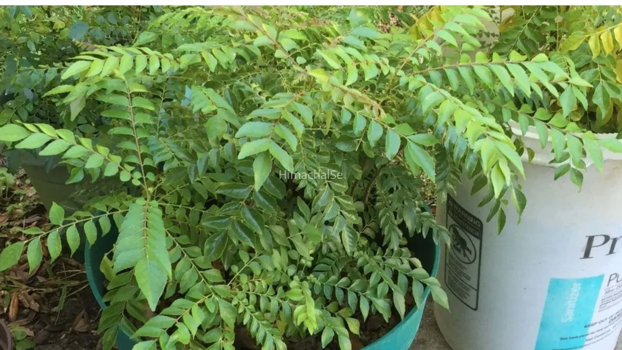 करी पत्ते का पौधा बढ़ना हो गया है बंद? बस ये 4 गलतियां सुधार लें, कुछ ही दिनों में दिखने लगेगी नई ग्रोथ