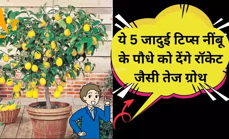 नींबू का पौधा सूखा-सूखा लग रहा है? अपनाओ ये 5 देसी उपाय और तैयार हो जाओ बंपर फसल के लिए